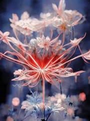 综影视:到不了的彼岸花 综影视:到不了的彼岸花